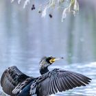 Kormoran im Südpark Düsseldorf