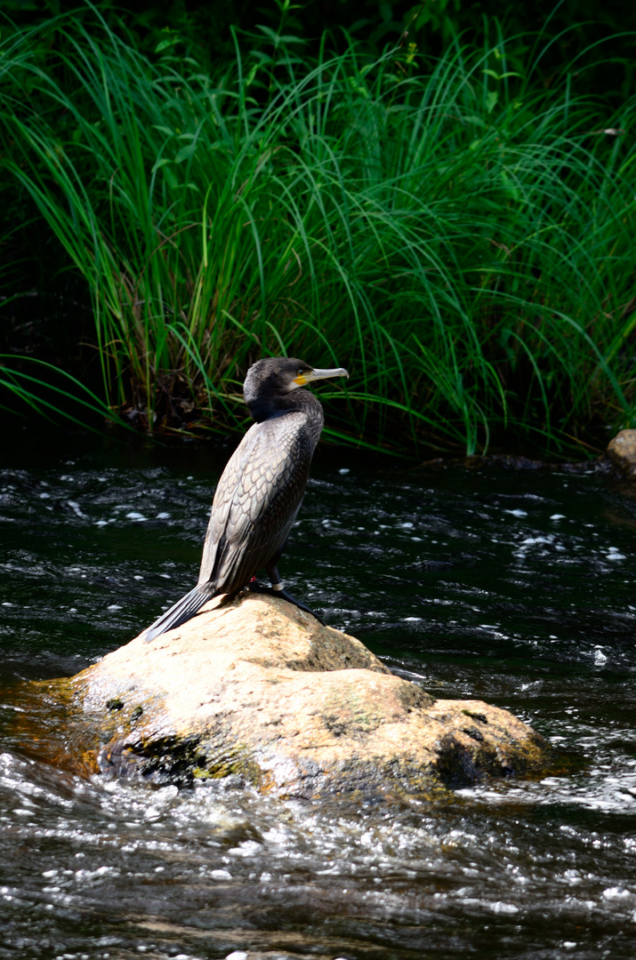 Kormoran im Sumpafallen Naturreservat bei Falkenberg, Schweden (2012)