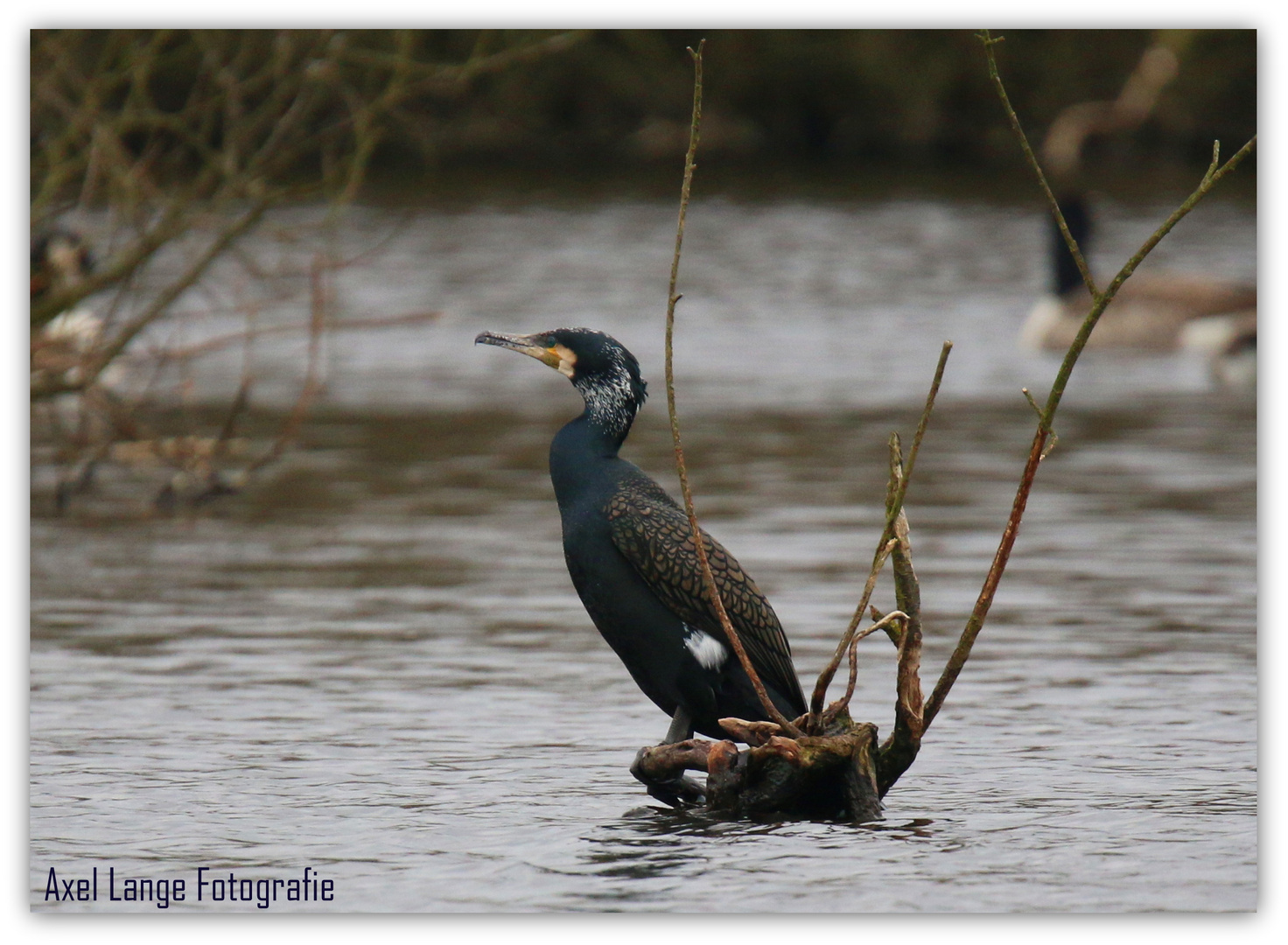 Kormoran im Tävsmoor