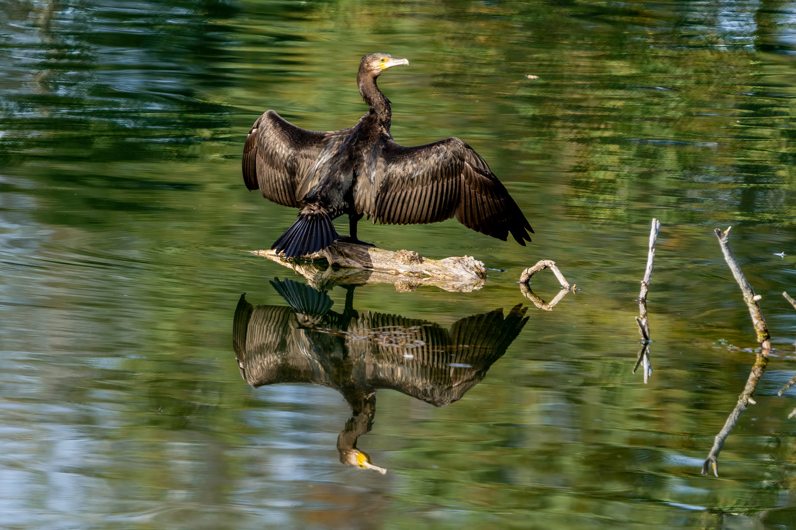 Kormoran im Taubergießen 