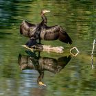 Kormoran im Taubergießen 