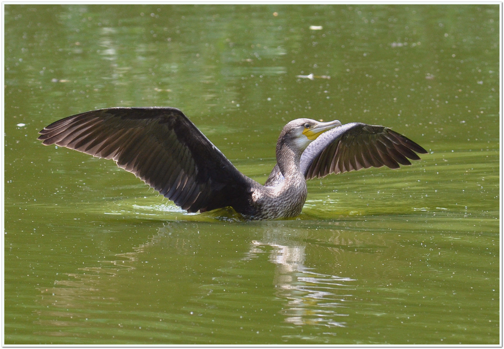 Kormoran im Teich