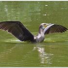 Kormoran im Teich