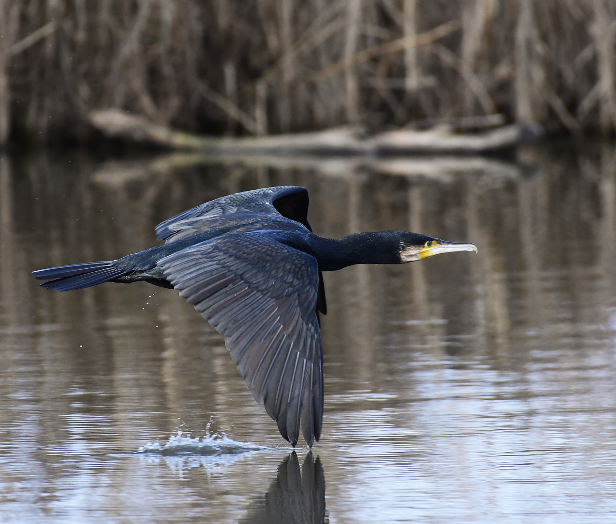 Kormoran im Tiefflug