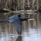 Kormoran im Tiefflug