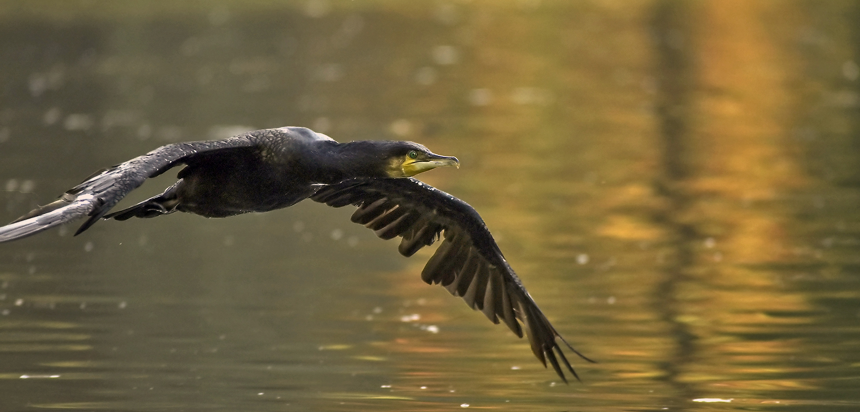 Kormoran im tiefflug "erwischt"