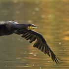 Kormoran im tiefflug "erwischt"