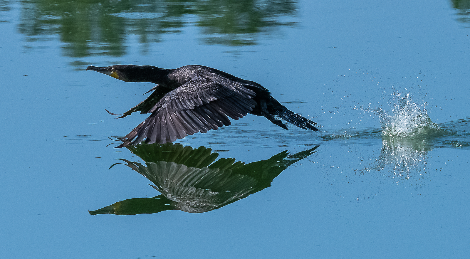 Kormoran im Tiefflug mit Spiegelung