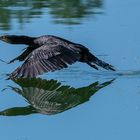 Kormoran im Tiefflug mit Spiegelung