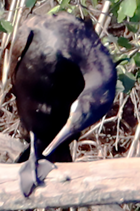 Kormoran im Tiefschlaf