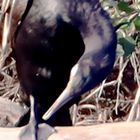 Kormoran im Tiefschlaf