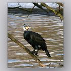 Kormoran im Tierpark München