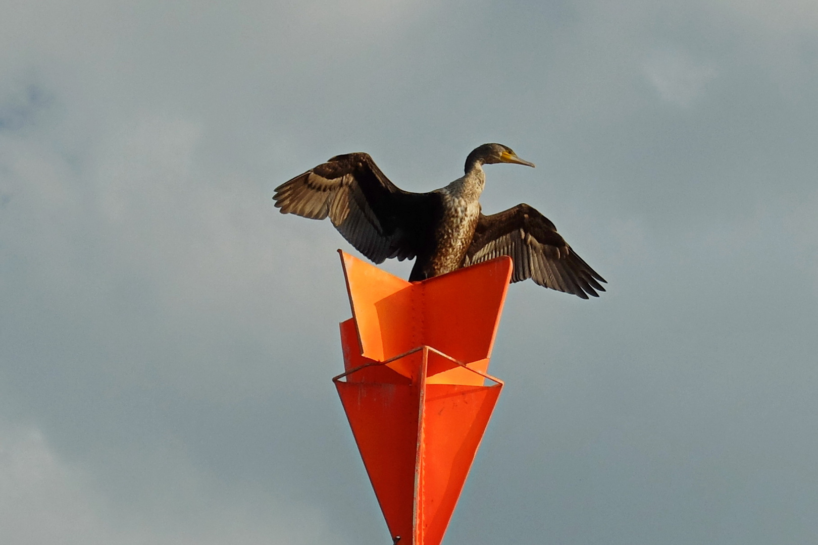 Kormoran im Trockengang