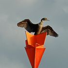 Kormoran im Trockengang