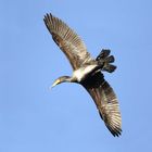 Kormoran im Überflug