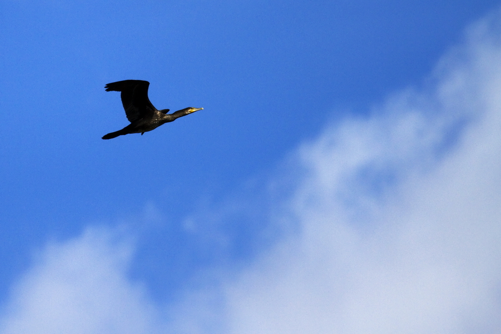 Kormoran im Überflug