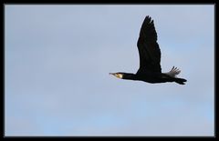 Kormoran im Überflug