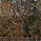 Kormoran im Urwald (Abendsonne)