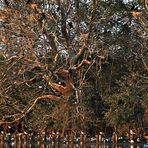 Kormoran im Urwald (Abendsonne)