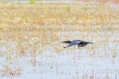 Kormoran im Vorbeiflug