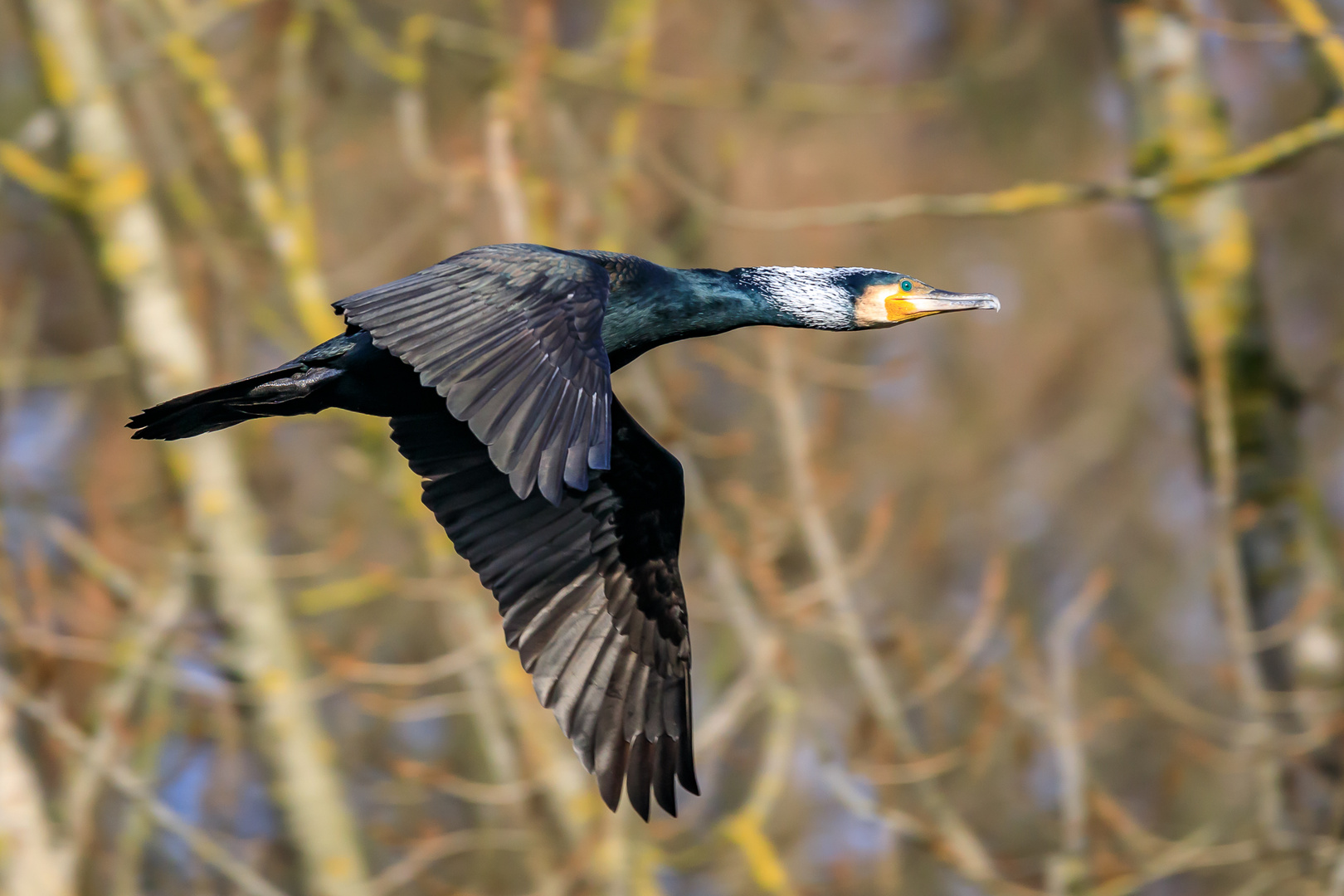 Kormoran im Vorbeiflug