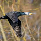 Kormoran im Vorbeiflug