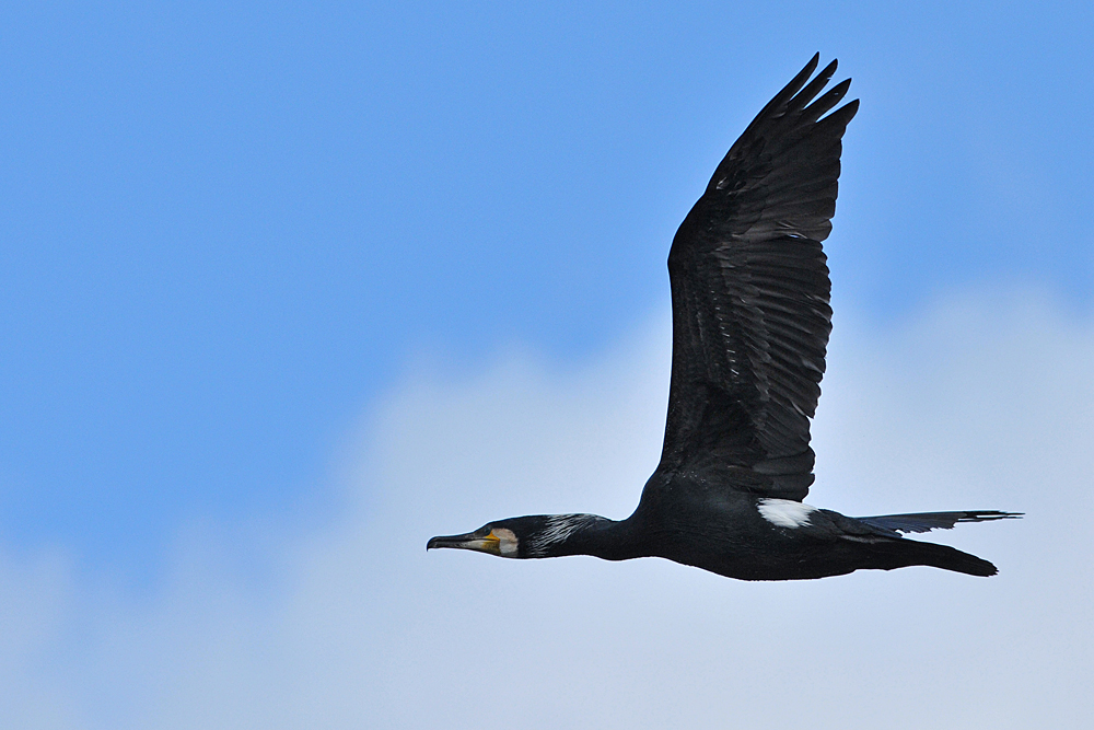 Kormoran: Im Vorbeiflug