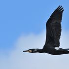 Kormoran: Im Vorbeiflug