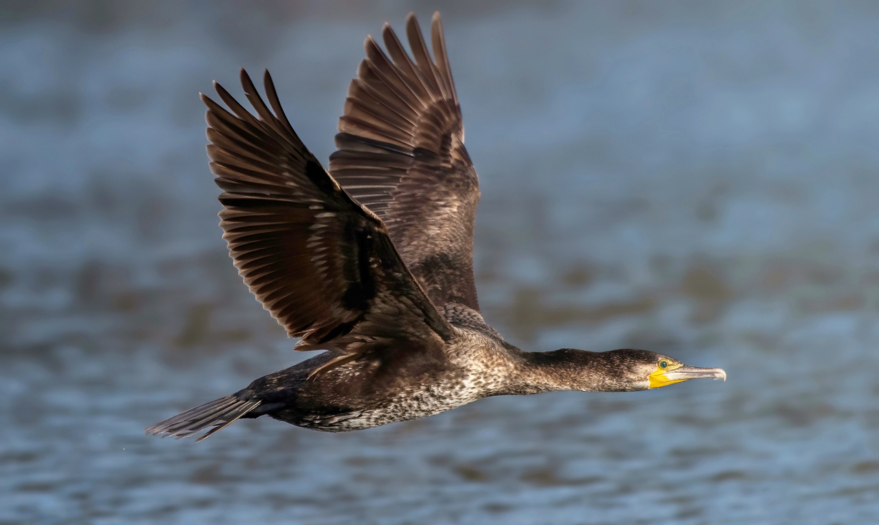 Kormoran im Vorbeiflug