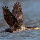 Kormoran im Vorbeiflug