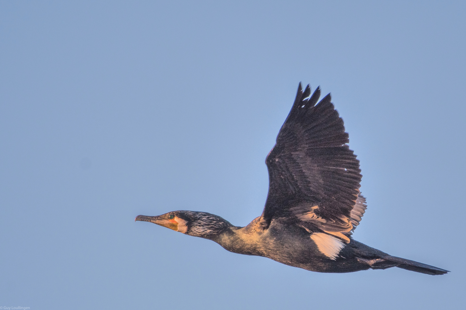 Kormoran im Vorbeiflug