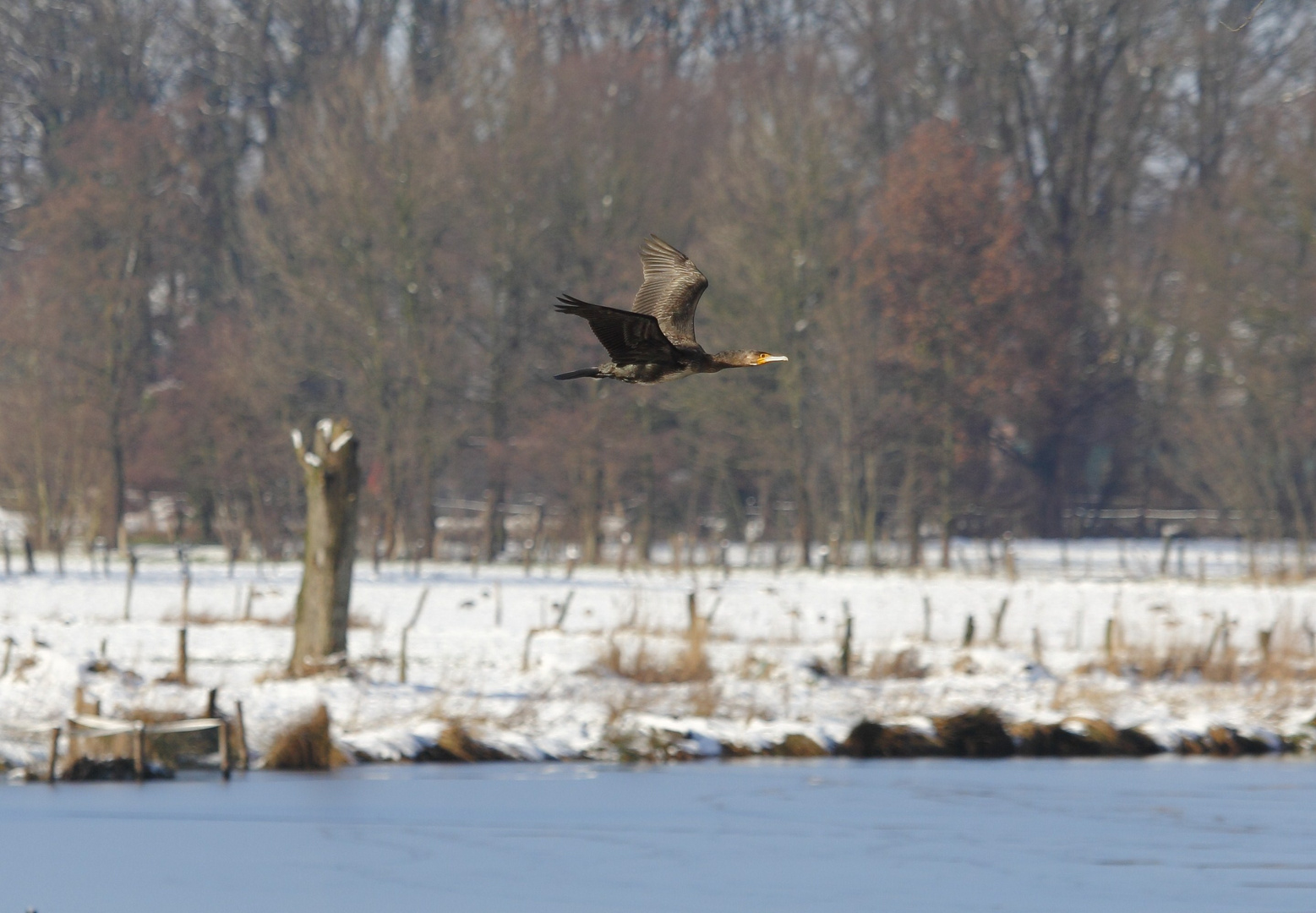 Kormoran im Vorbeiflug