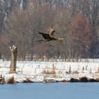 Kormoran im Vorbeiflug