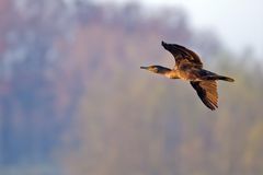 Kormoran im Vorbeiflug