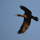 Kormoran im Vorbeilflug