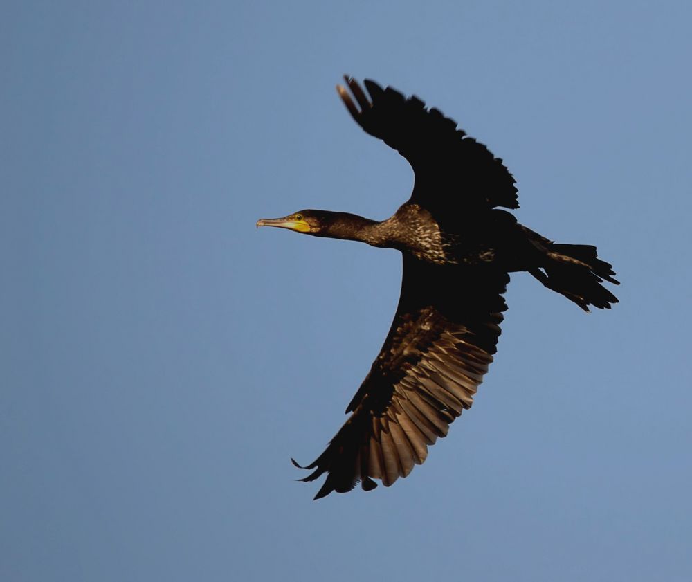 Kormoran im Vorbeilflug