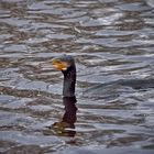 Kormoran im Wasser