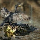 Kormoran im Wasserpark