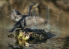 Kormoran im Wasserpark