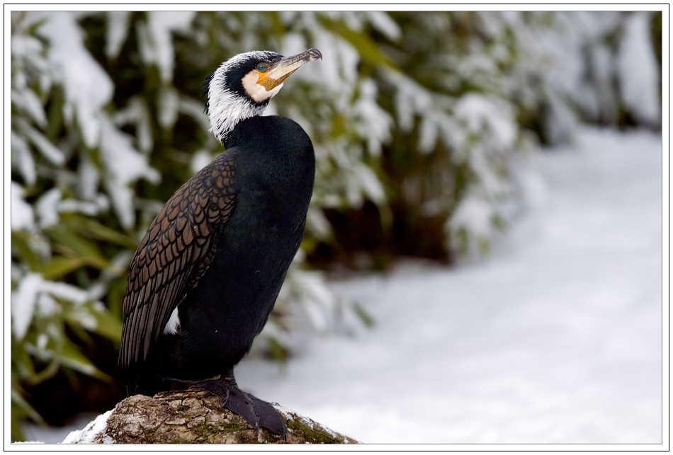 Kormoran im Winterkleid