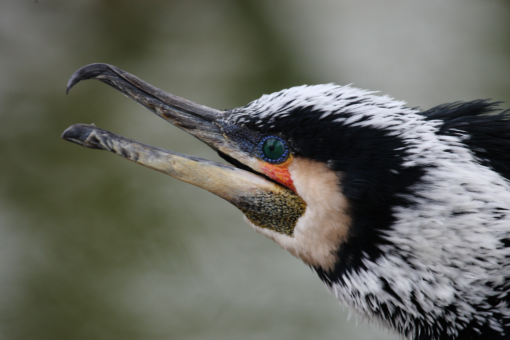 Kormoran im Winterkleid