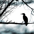 Kormoran im Winterwald