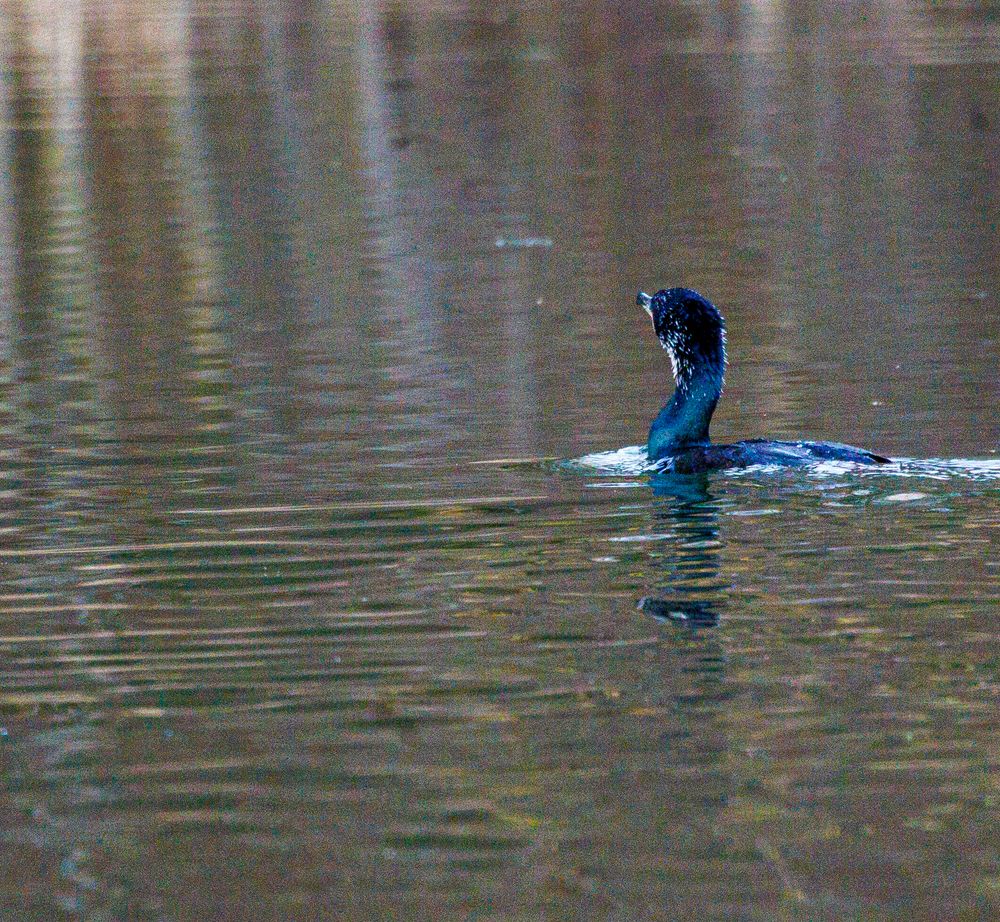 Kormoran im Zeuterner See Foto & Bild | tiere, wildlife, wild lebende ...