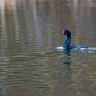 Kormoran im Zeuterner See