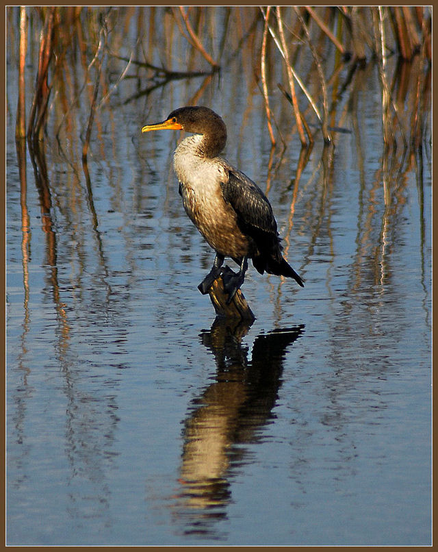 Kormoran im Zoo