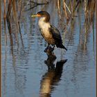 Kormoran im Zoo