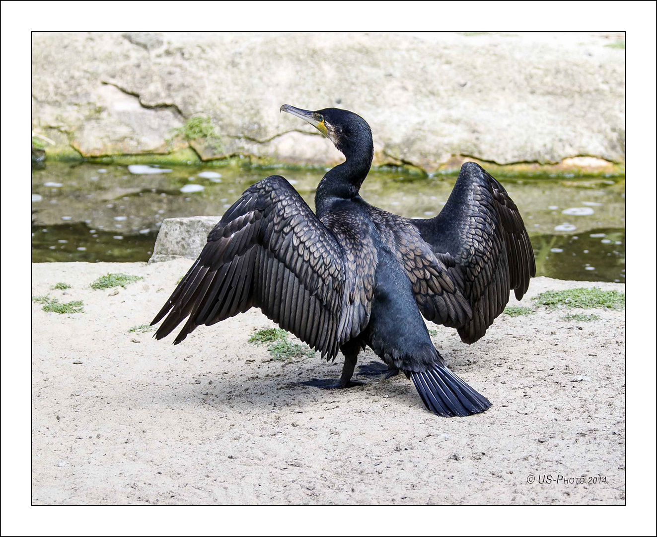 Kormoran im Zoo Hannover