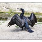 Kormoran im Zoo Hannover