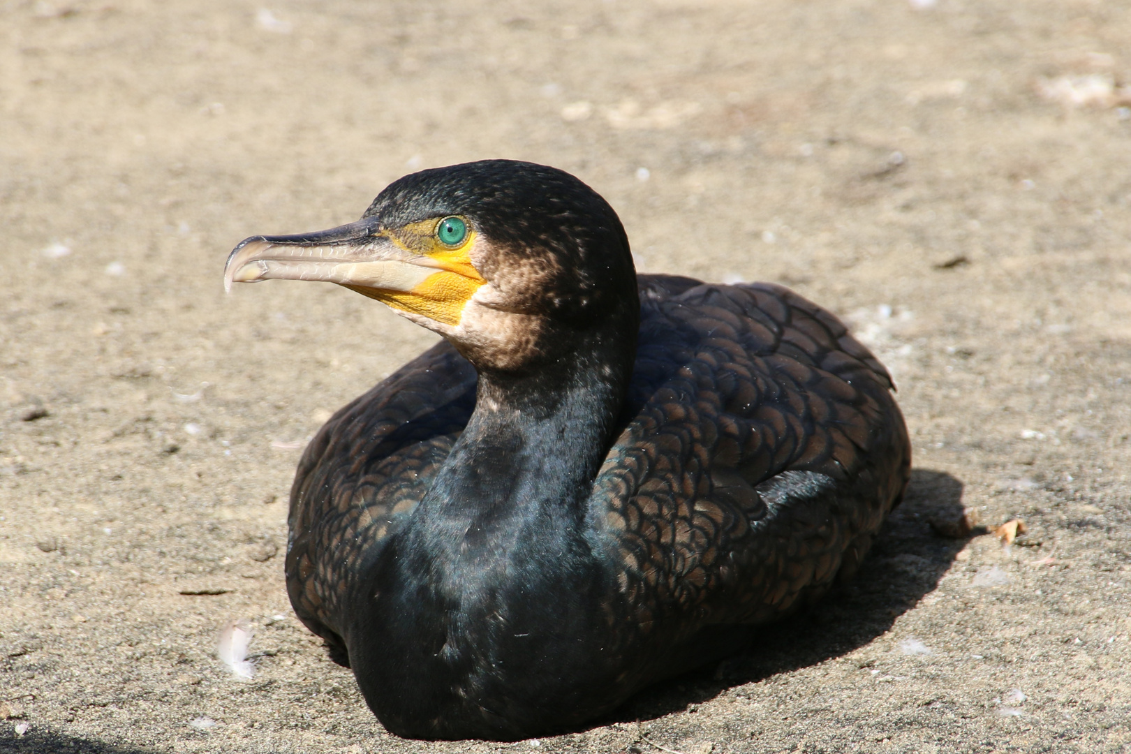 Kormoran im Zoo Hannover