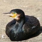 Kormoran im Zoo Hannover